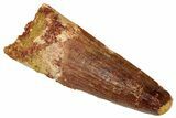 Fossil Spinosaurus Tooth - Real Dinosaur Tooth #329633-1